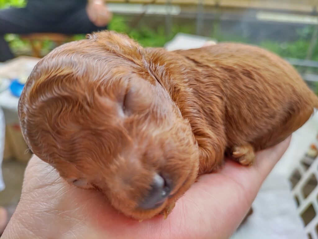 Coofaの癒し担当、フリオ。ちっちゃかったね！