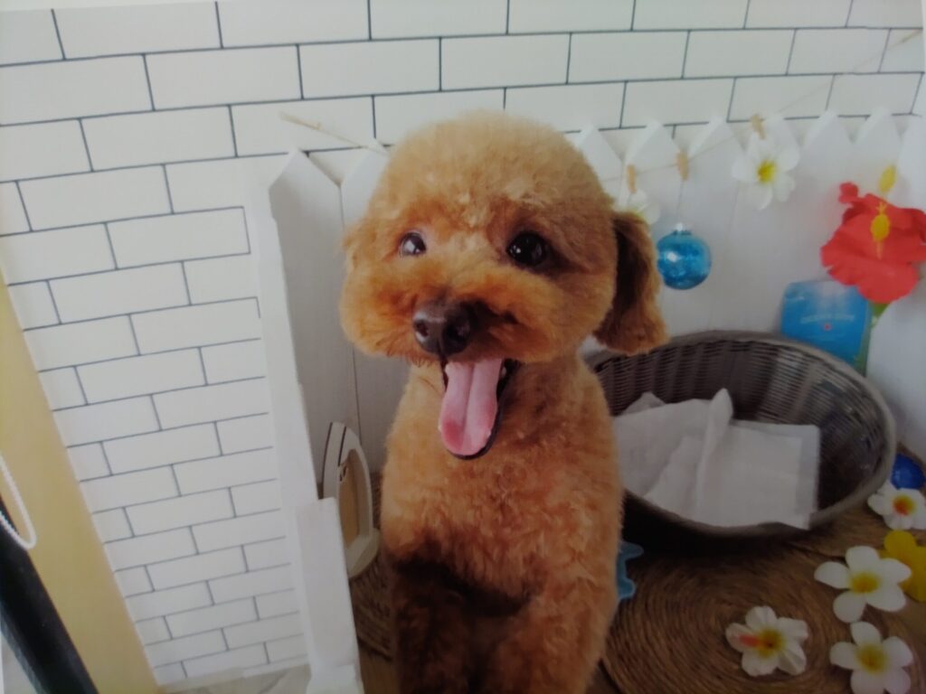 Coofaの癒し担当、トイプードルのフリオ